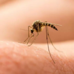 25 Effective Treatments for Mosquito Bite Allergies