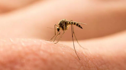 25 Effective Treatments for Mosquito Bite Allergies